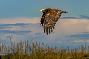 Eagle Predator Flight (1336x768) Resolution Wallpaper