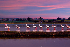 Flamingo March (1336x768) Resolution Wallpaper