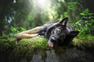 German Shepherd Tongue Out 5k (1400x900) Resolution Wallpaper