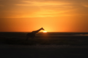 Giraffe Evening Hour (1400x900) Resolution Wallpaper