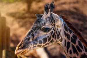 Giraffes Head Closeup 4k (1400x900) Resolution Wallpaper