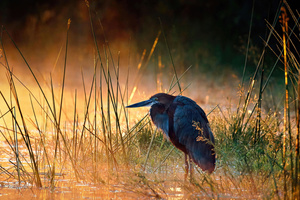 Goliath Heron Kruger National Park South Africa (1336x768) Resolution Wallpaper