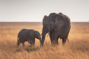 Mother Baby Elephant 4k (1400x900) Resolution Wallpaper