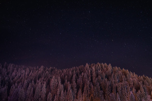 Night Landscape Forest Stars Trees (5120x2880) Resolution Wallpaper