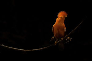 Orange Parrot Dark Oled (1336x768) Resolution Wallpaper