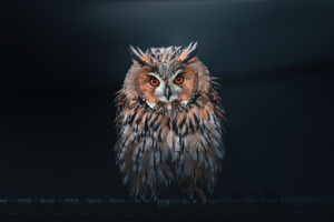 Owl Looking At Viewer (1336x768) Resolution Wallpaper