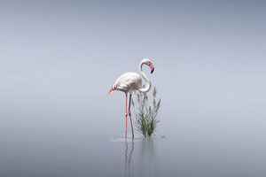 Standing Still Flamingos 4k (1336x768) Resolution Wallpaper