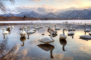 Swans Lake Kussharo Hokkaido 5k (1336x768) Resolution Wallpaper