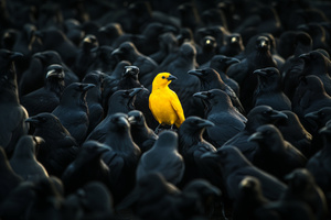 The Yellow Canary Among Ravens (1336x768) Resolution Wallpaper