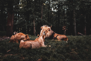 Three Lions Lying Down 5k (1400x900) Resolution Wallpaper