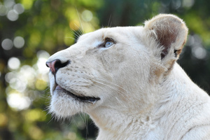 White Lion Head 4k (1400x900) Resolution Wallpaper