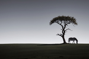 Zebra Twilight Harmony (1400x900) Resolution Wallpaper