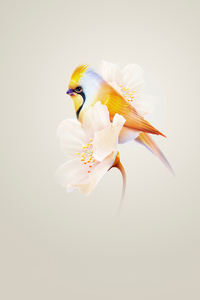 Bird Sitting On Flower Minimal (640x1136) Resolution Wallpaper