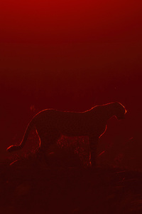 Cheetah Sunrise (1280x2120) Resolution Wallpaper