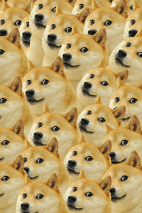 Doge Meme (360x640) Resolution Wallpaper