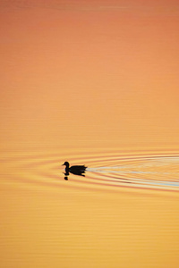 Duck Gliding On Water (640x1136) Resolution Wallpaper