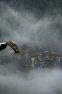 Eagle Cosmic Flight (640x1136) Resolution Wallpaper