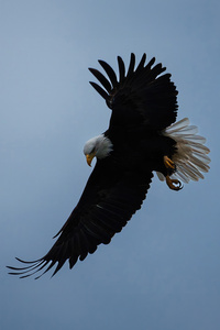 Eagle In The Sky (640x1136) Resolution Wallpaper