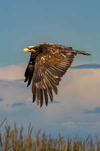 Eagle Predator Flight (640x1136) Resolution Wallpaper