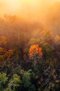 Foggy Morning Houston Trees (1080x2400) Resolution Wallpaper