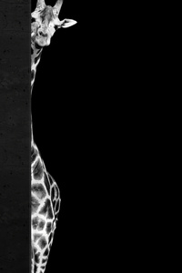 Giraffe Black 4k (1280x2120) Resolution Wallpaper