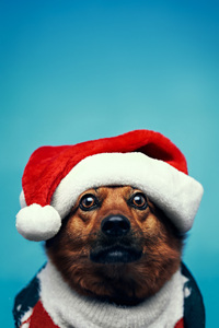 Holiday Cheer With The Cutest Santa Dog (1280x2120) Resolution Wallpaper