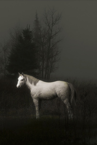 Horse 5k (1280x2120) Resolution Wallpaper