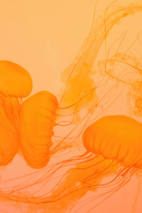 Jellyfish Closeup (1280x2120) Resolution Wallpaper