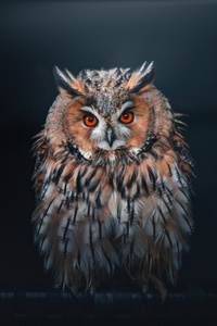 Owl Looking At Viewer (640x1136) Resolution Wallpaper