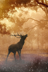 Reindeer Dreamy World (1280x2120) Resolution Wallpaper