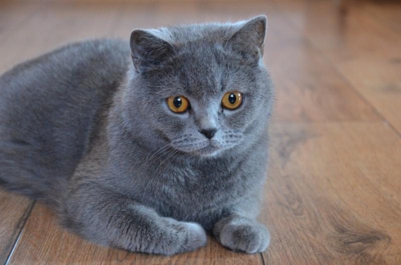 Xám ánh xanh là màu lông được ưa chuộng nhất của British Shorthair