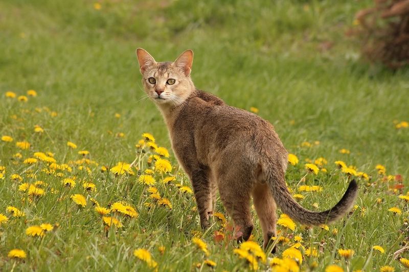 Chausie không phải là giống mèo thích hợp với những gia đình có trẻ nhỏ