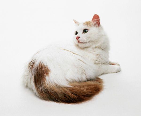 Turkish Van