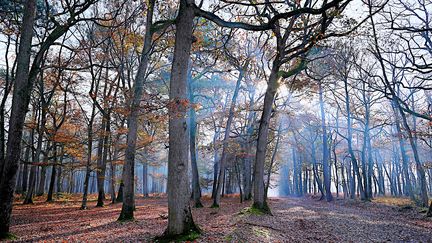 Une forêt dans la brume dans le Maine-et-Loire, en novembre 2023. (AURELIEN BREAU / MAXPPP)