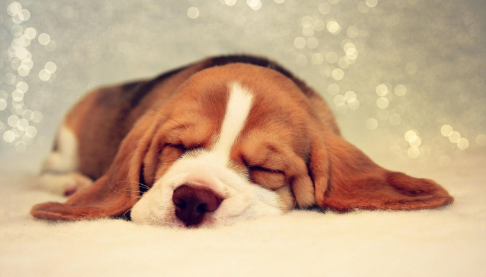 Puppy Sleeping Wallpaper