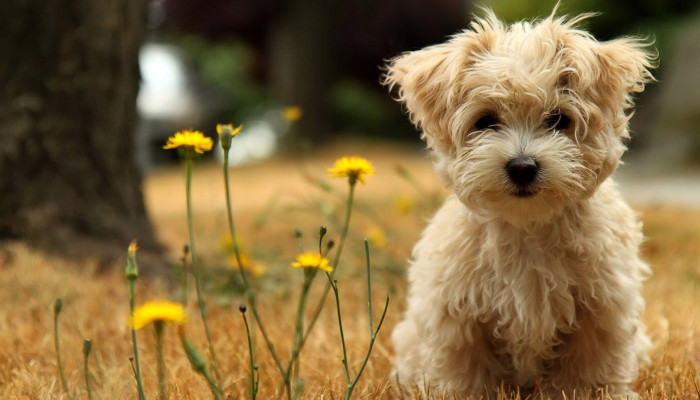 Puppy PC Wallpaper