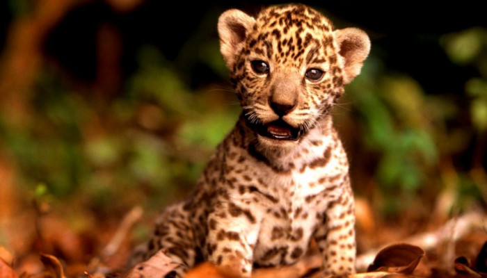 Baby Wild Animals Wallpaper