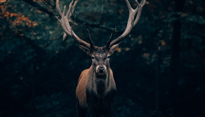 Deer Wallpaper