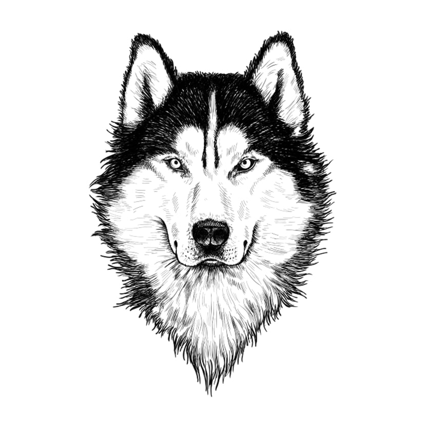 Beautiful Info About How To Draw A Wolf Online - Mountainpackage