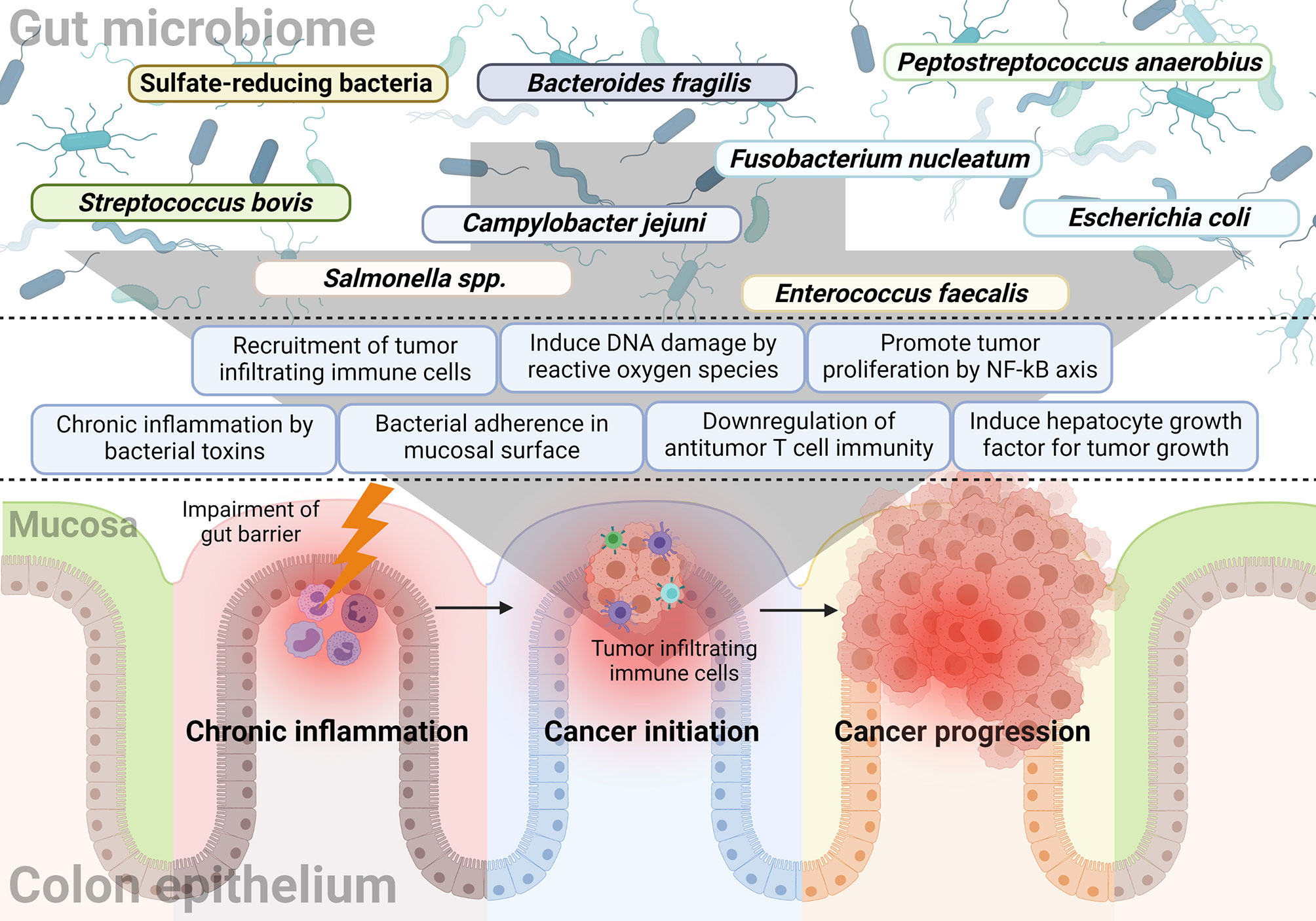 Frontiers | Potential Role of the Gut Microbiome In Colorectal Cancer ...