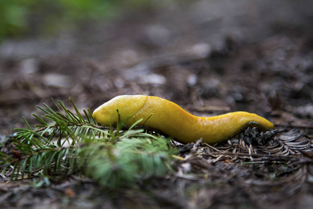 Banana Slug On Trail