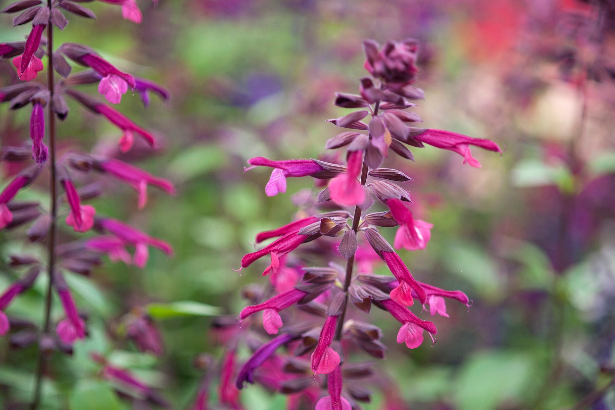 Salvia Flower