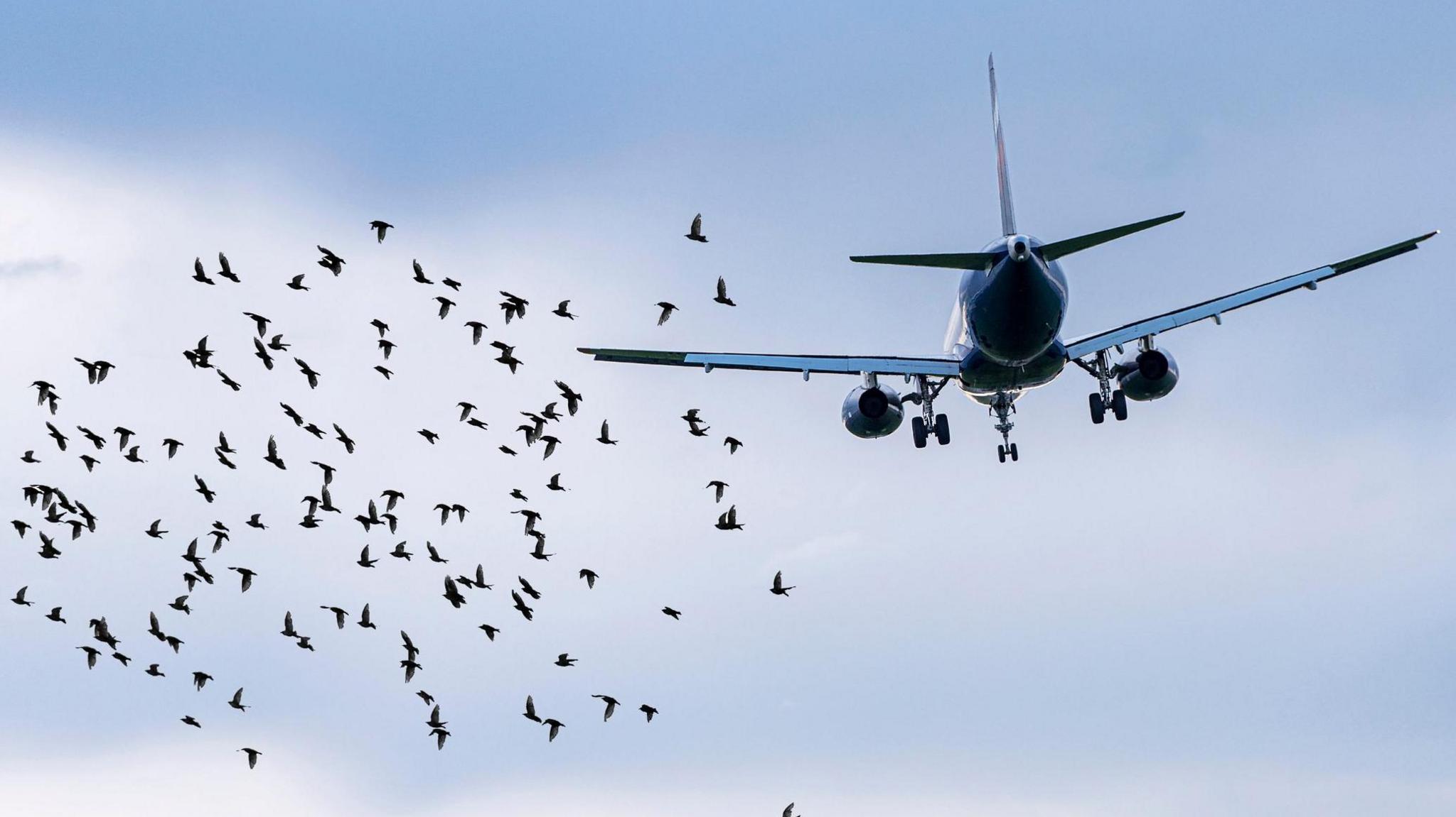 A flock of birds in front of a plane in the sky