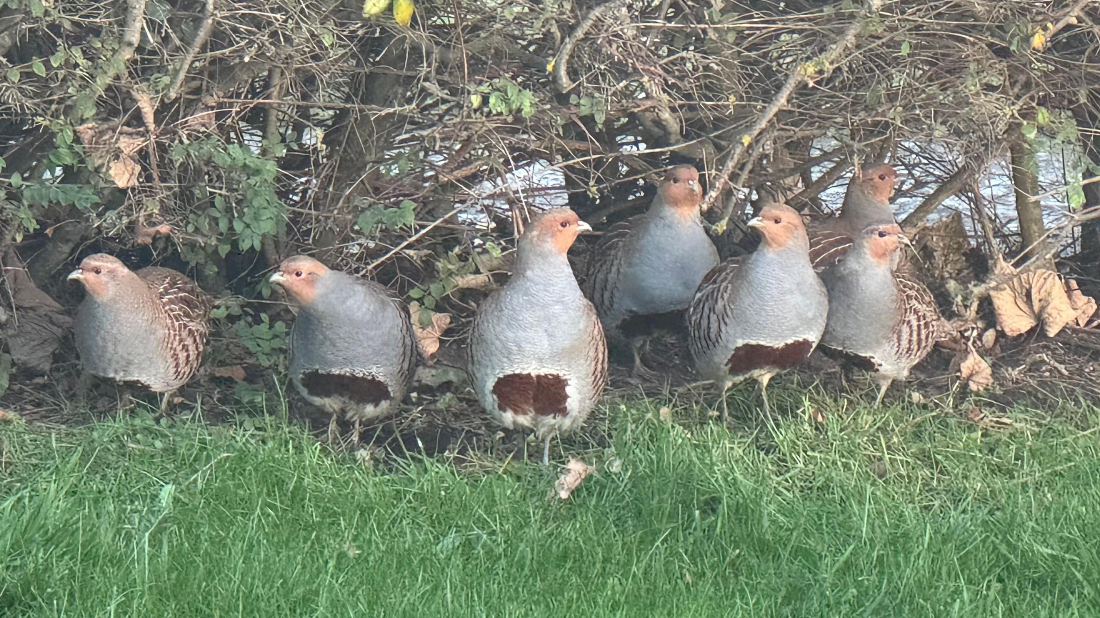 Seven grey partridges in a garden in Moray. The birds are all mainly grey with orange faces and speckled white and brown backs. They are huddled below a bush on green grass.