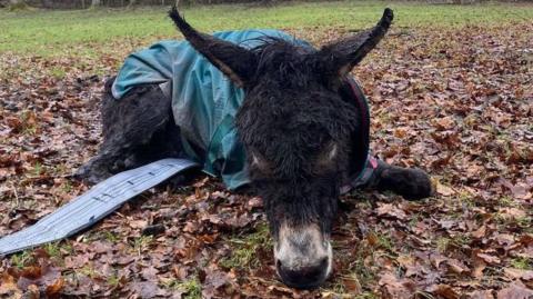 Nicky the donkey wearing a green overcoat lies on the ground, surrounded by leaves 