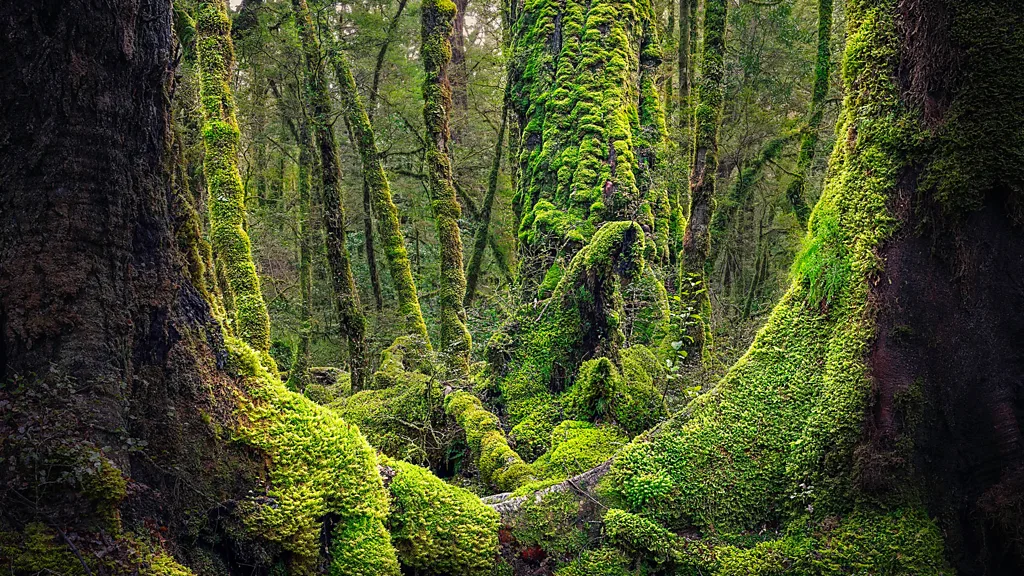 Fiordland in New Zealand’s South Island was chosen to represent some of the wildest parts of Middle-earth (Credit: Getty Images