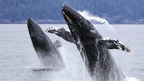 A pair of humpback whales breach in the Strait of Georgia, part of the Salish Sea (Credit: Prince of Whales)