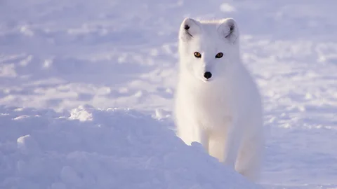 A white coated Arctic fox in the snow looking at camera (Credit: Craig Jackson/ Kristine Ulvund/ Nina)