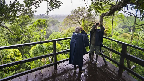 A group of people with cameras and binoculars looking up among trees (Credit: Getty Images)