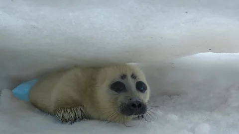 A baby seal saved by its mum